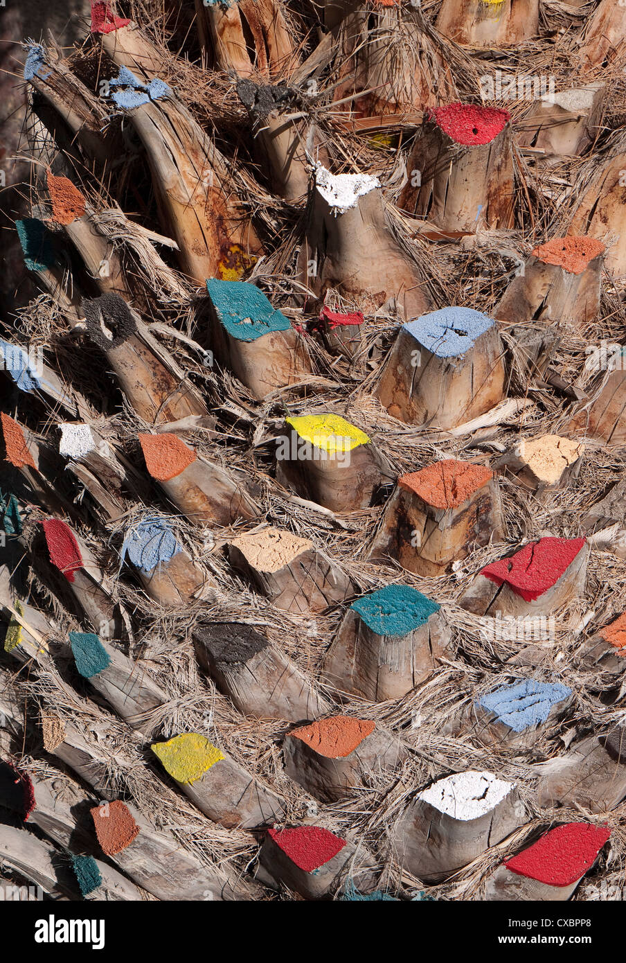 Tree trunk shapes hires stock photography and images Alamy