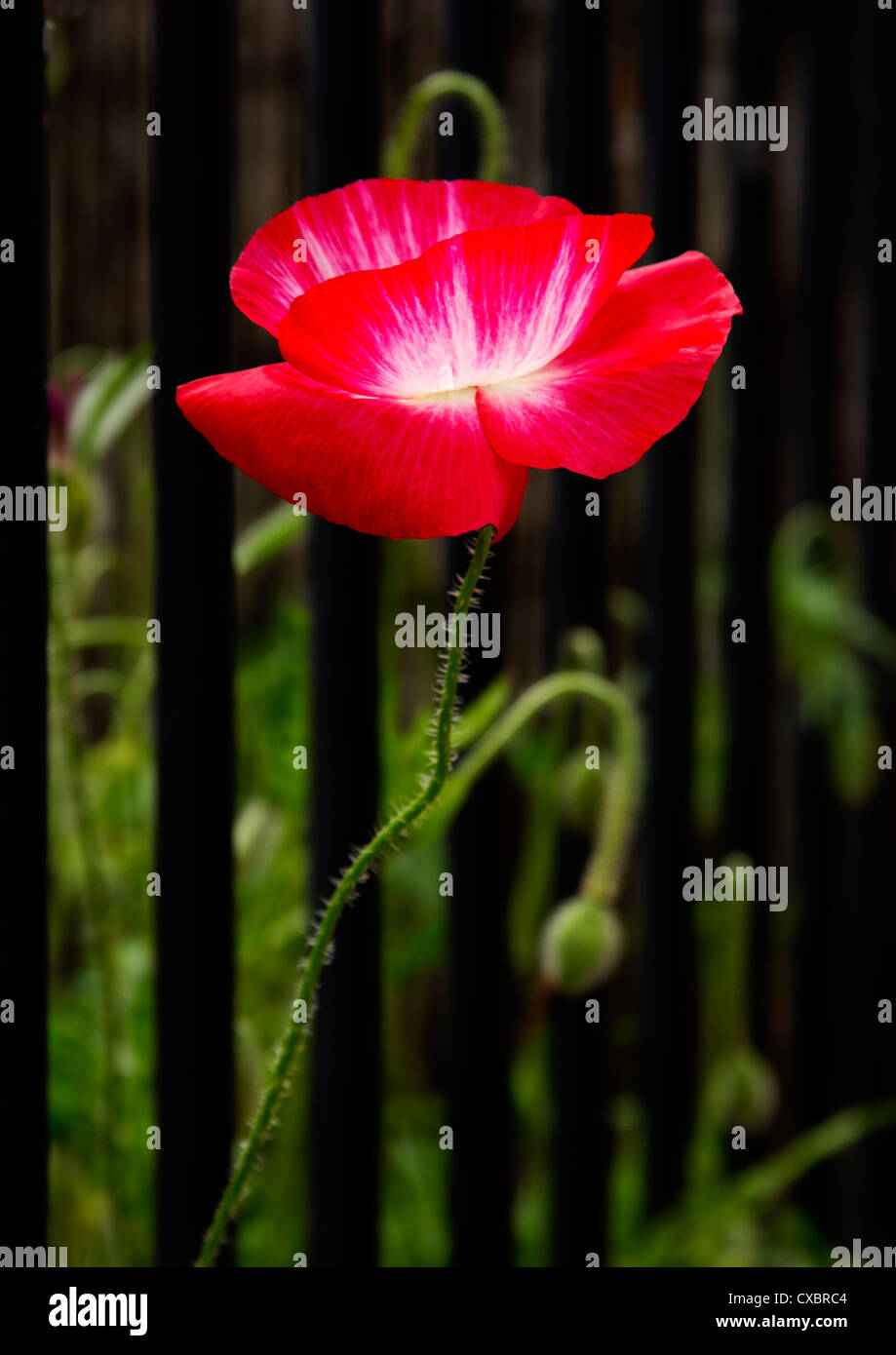Unusual poppy colour hi-res stock photography and images - Alamy