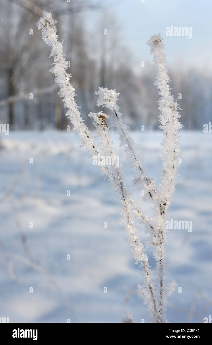 Frosty winter day, trees with a rime Stock Photo - Alamy