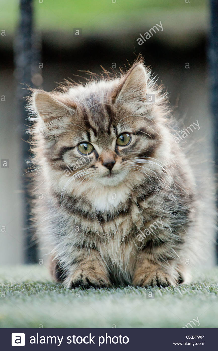 Cute Tabby Longhair Kitten Outside On A Fire Escape In England