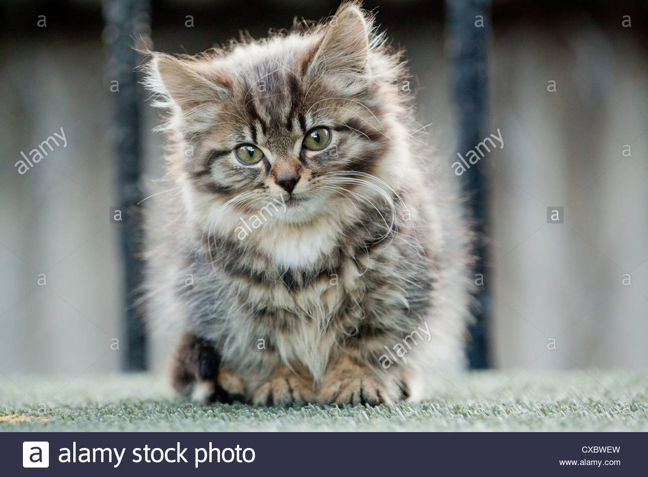 Cute Tabby Longhair Kitten Outside On A Fire Escape In England