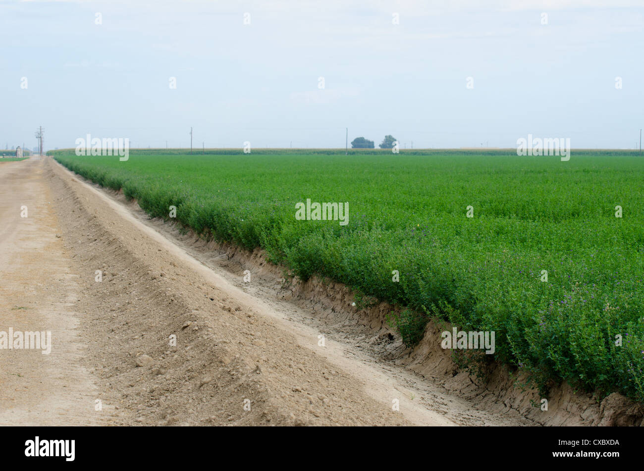 Alfalfa Field Stock Photos & Alfalfa Field Stock Images - Alamy