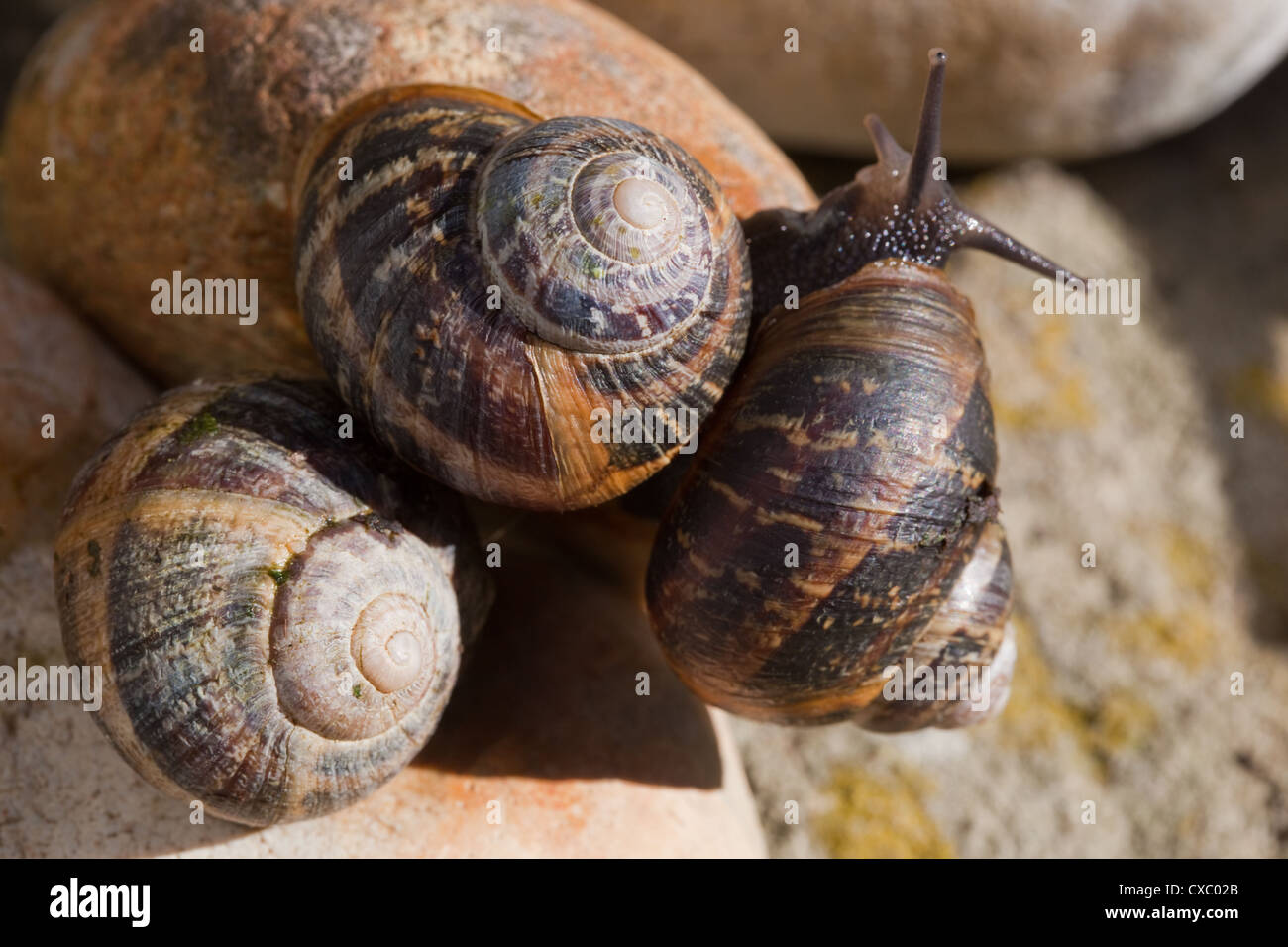 Garden Snails (Helix aspersa). One clambering over another, showing eyes 'on stalks', or upper