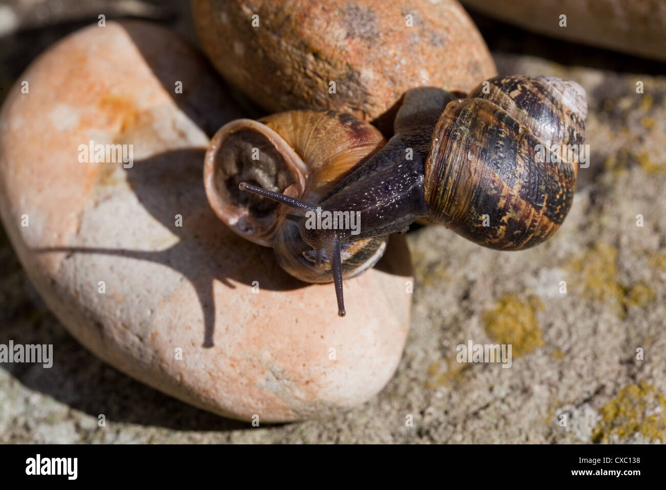Garden Snails (Helix aspersa). One moving over another, with eyes on upper tentacles fully extended. Stock Photo