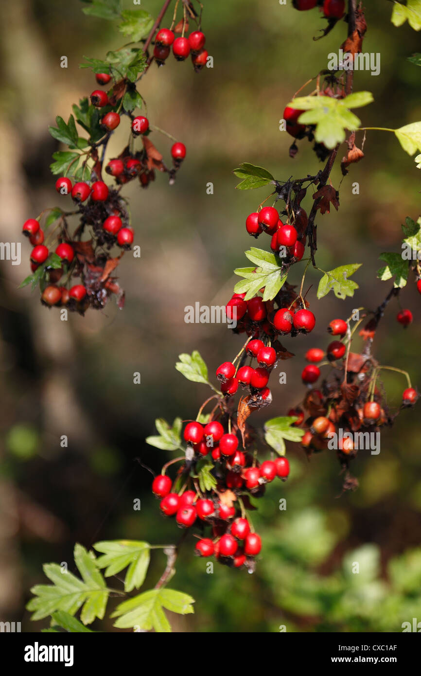 Hawthorn berries Stock Photo