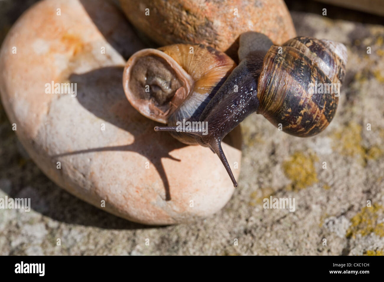 Garden Snails (Helix aspersa). One clambering over another, showing eyes 'on stalks', or upper tentacles on the head. Stock Photo