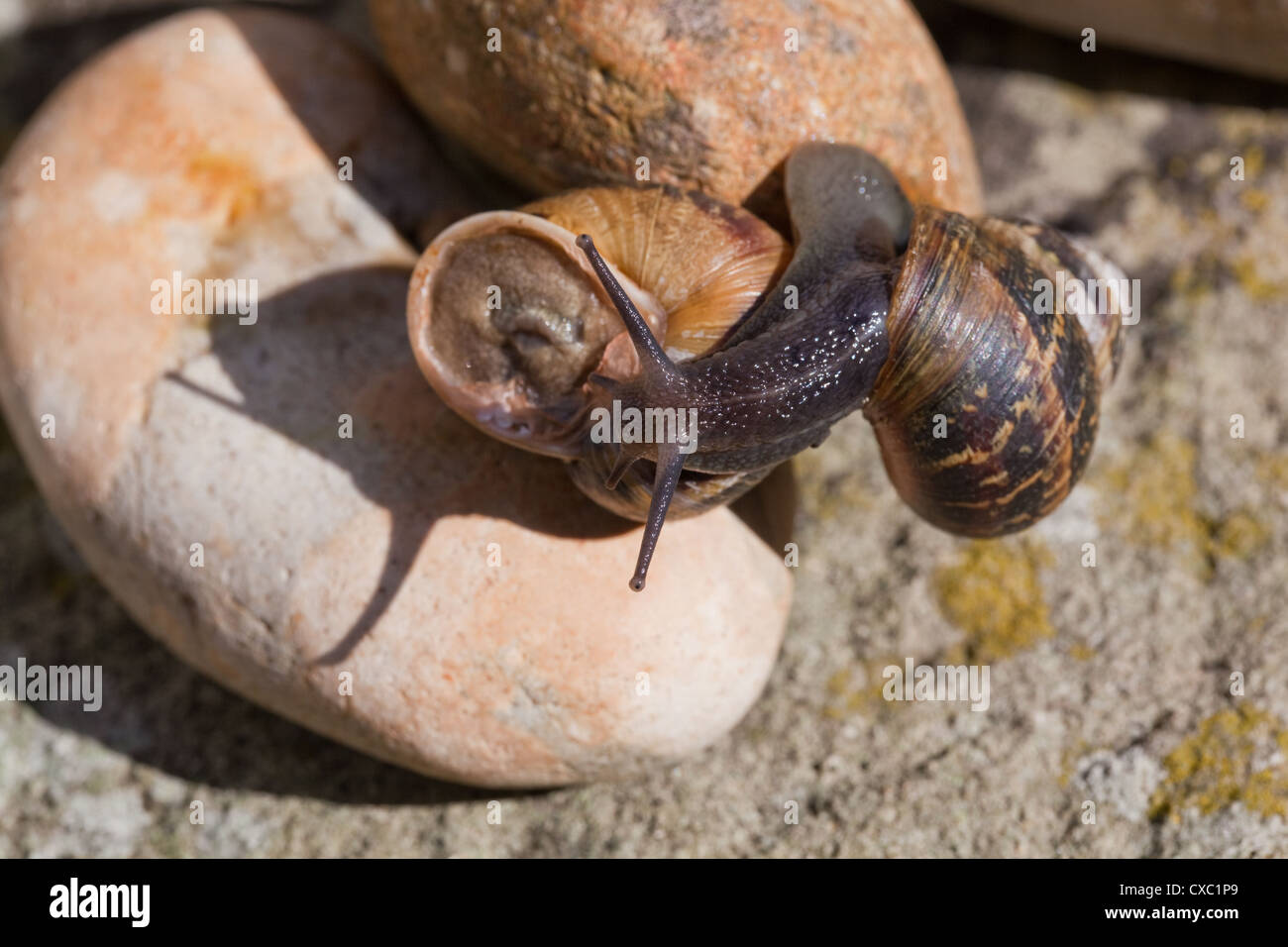 Garden Snails (Helix aspersa). One clambering over another, showing eyes 'on stalks', or upper tentacles. Stock Photo