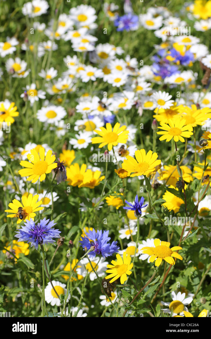 English Wildflower Meadow With Corncockle, Cornflower, Corn Marigold and Ox-eye Daisy Stock Photo