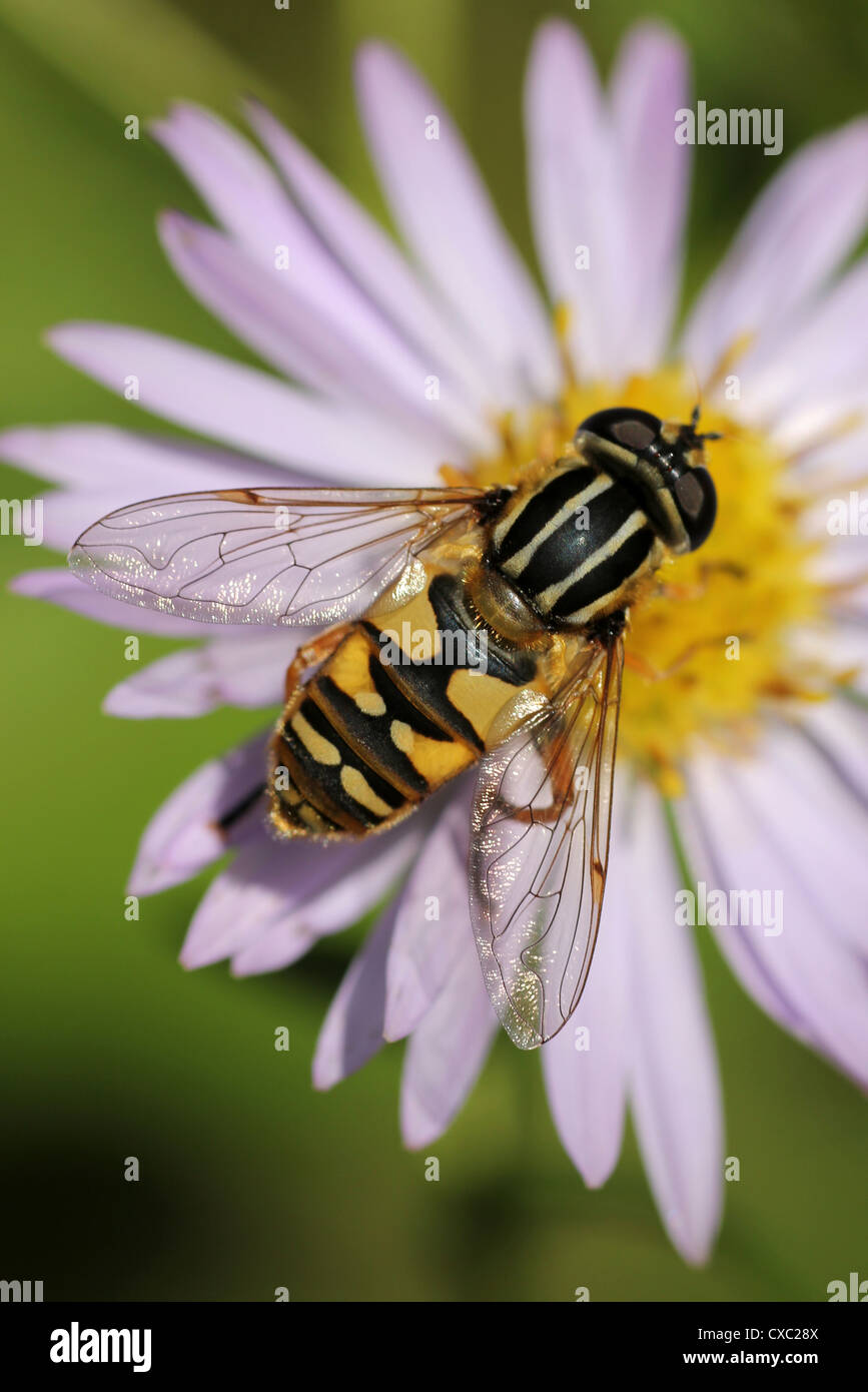 Hoverfly Helophilus pendulus Stock Photo