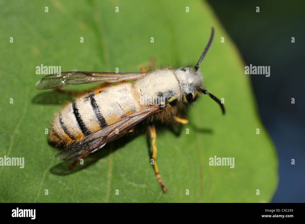 Common Wasp Vespula vulgaris Covered In Pollen From Himalayan Balsam Impatiens glandulifera Stock Photo