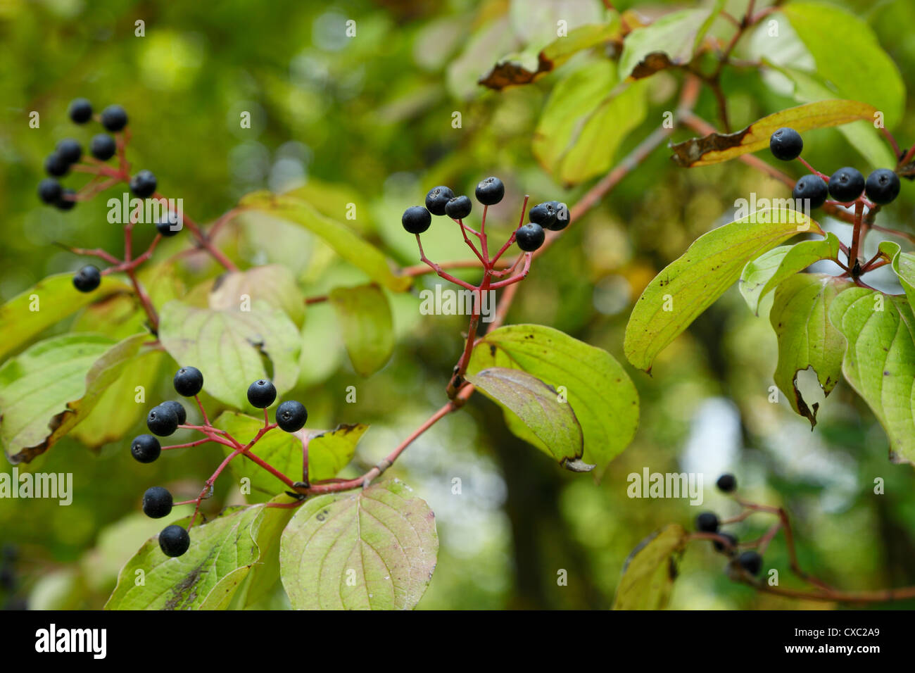 blackthorn Stock Photo - Alamy