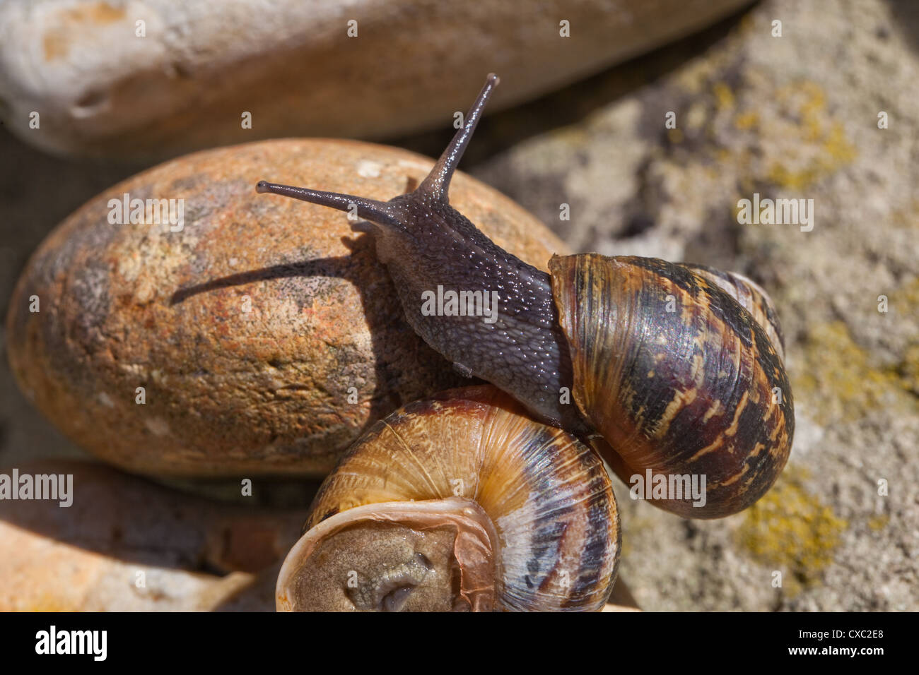 Garden Snails (Helix aspersa). One clambering over another, showing eyes 'on stalks', or upper tentacles. Stock Photo