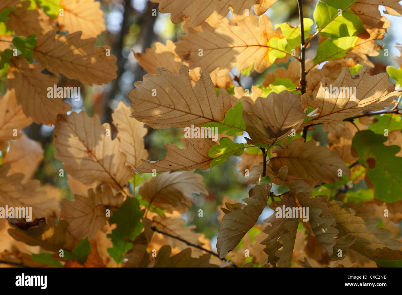 The color of autumn Stock Photo