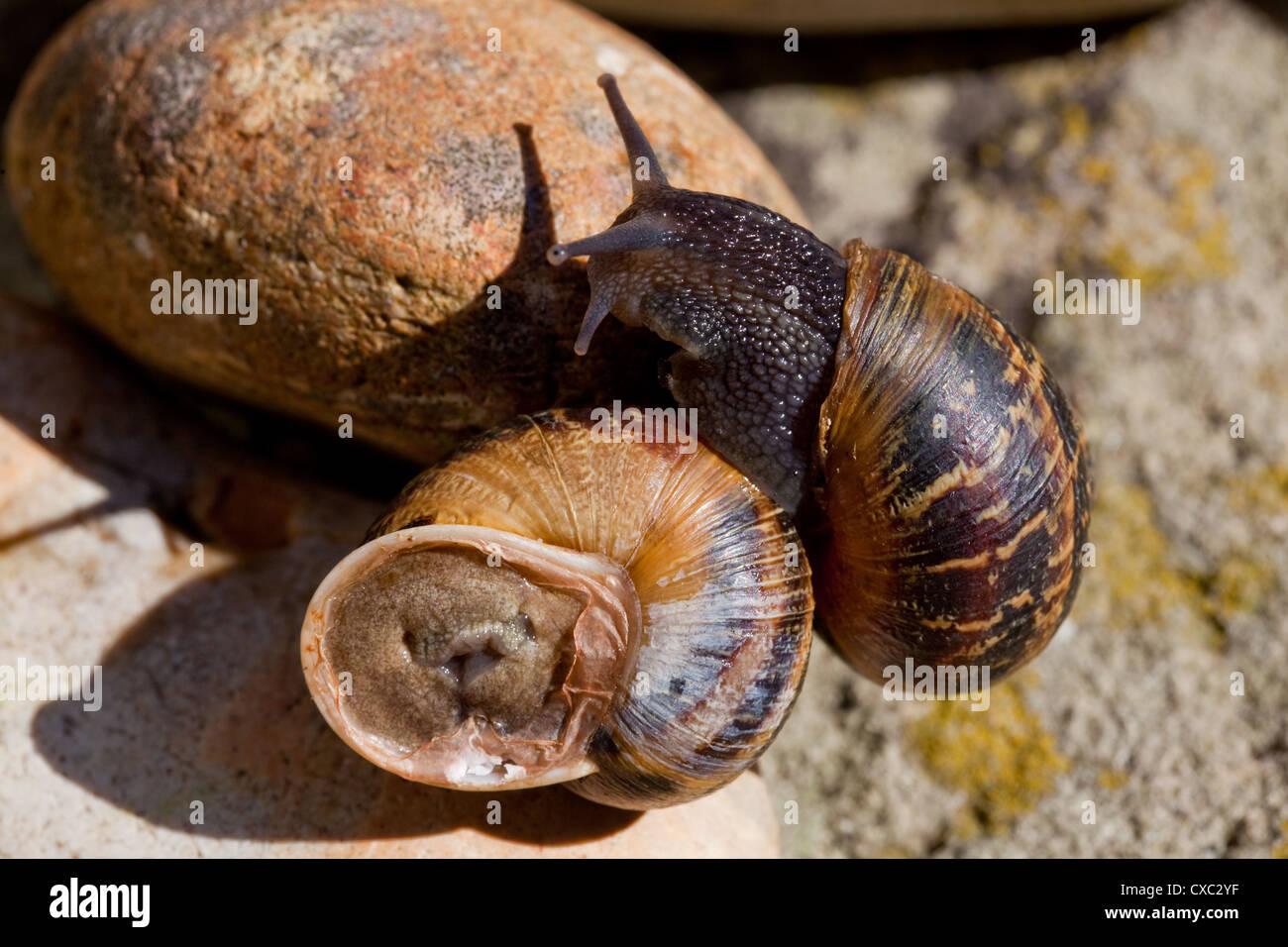 Garden Snails (Helix aspersa). One animal clambering over another onto a stone. Stock Photo
