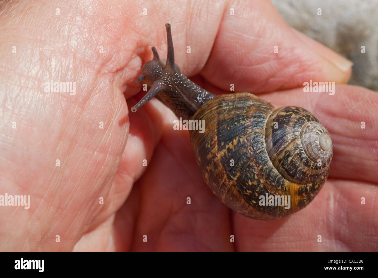 Garden Snails (Helix aspersa). Moving over a man's hand onto the thumb. Stock Photo