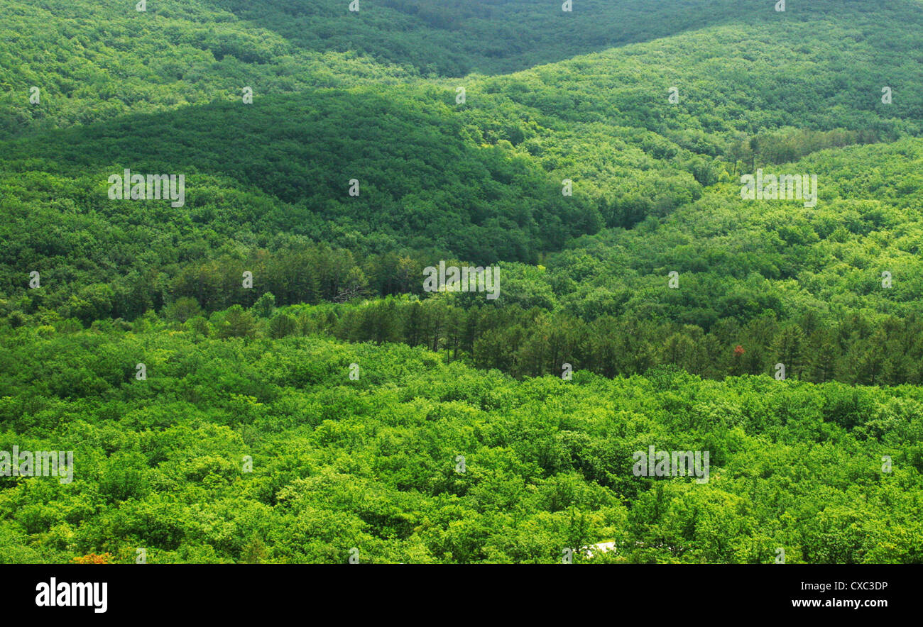 Aerial view of a green mountain forest Stock Photo - Alamy