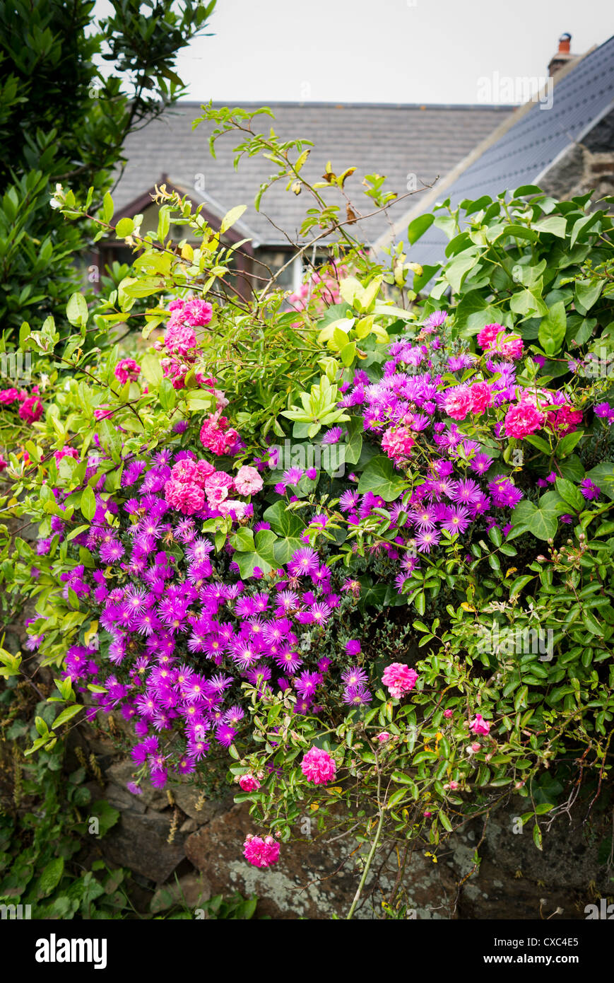 Lampranthus and rambling roses intermingling on a cottage garden wall Stock Photo