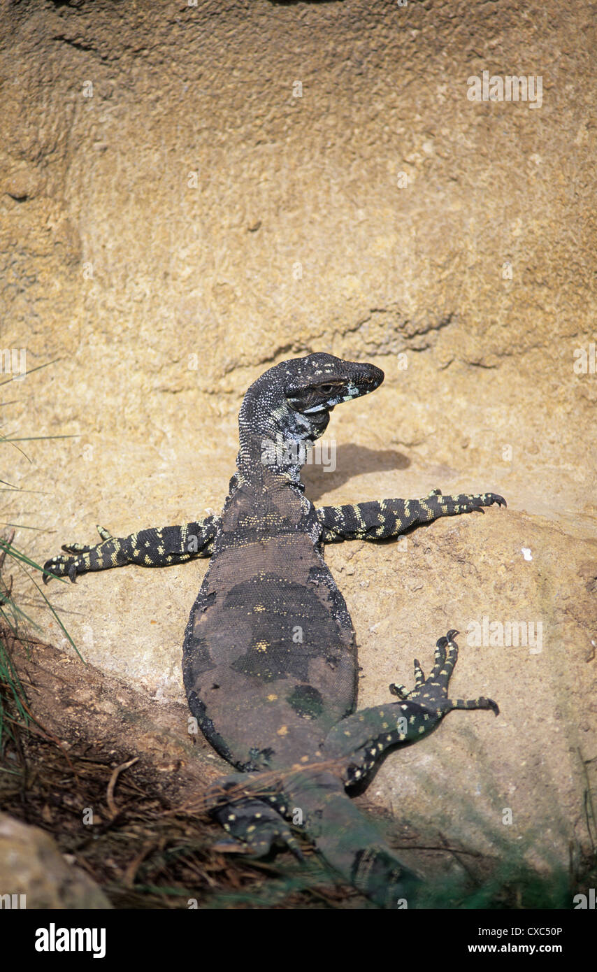 Australia, native reptiles, Monitor Stock Photo Alamy
