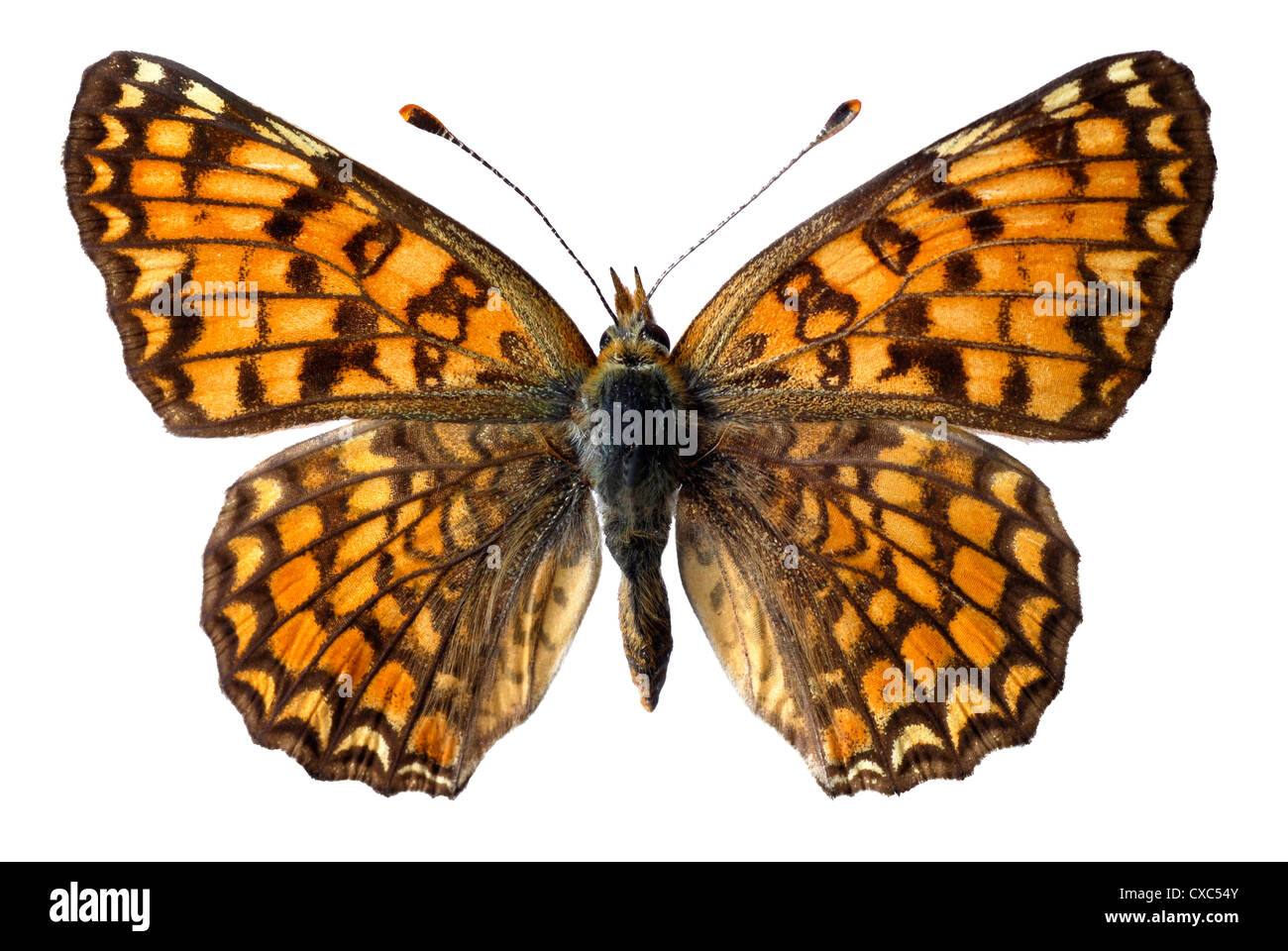 Knapweed Fritillary butterfly (Melitaea phoebe) isolated on white background Stock Photo