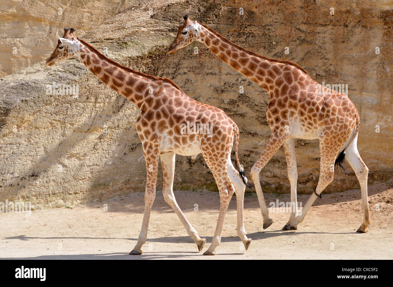 Two giraffes (Giraffa camelopardalis) walking in single file Stock Photo
