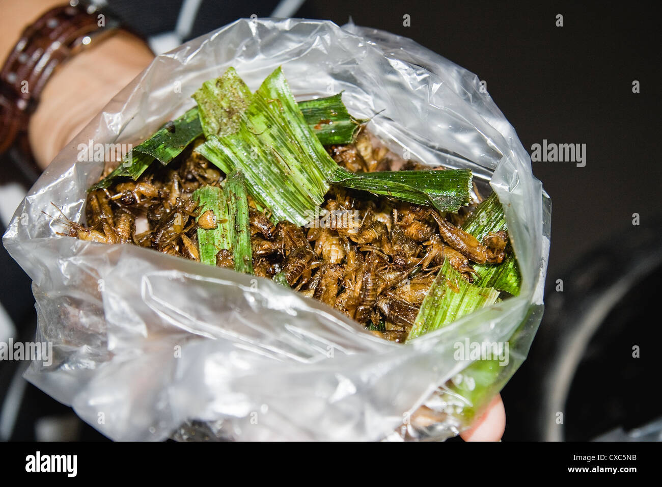 Plastic bag full of edible insects in Thailand Stock Photo
