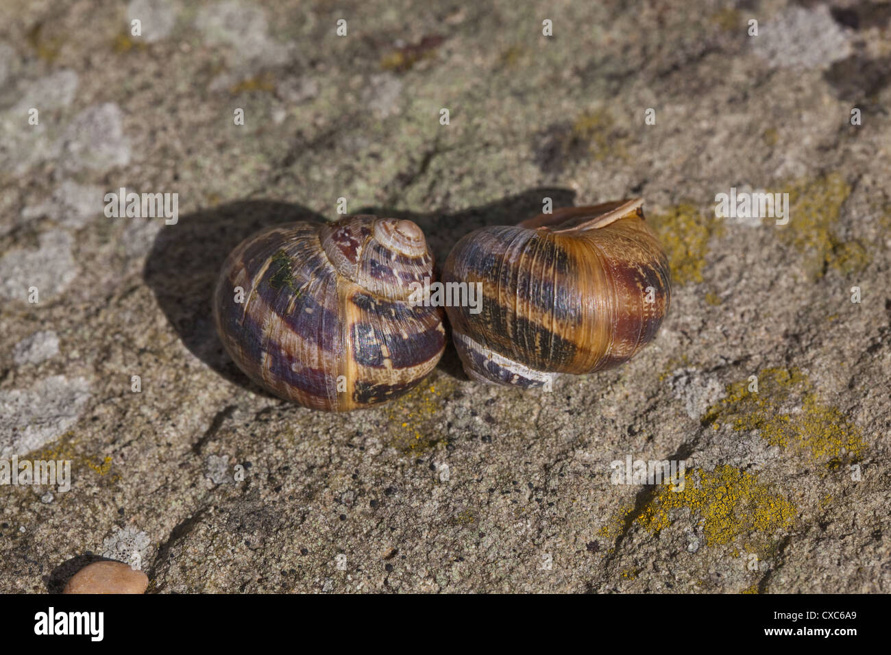 Garden Snails (Helix aspersa). Two alongside, showing shell whorls from