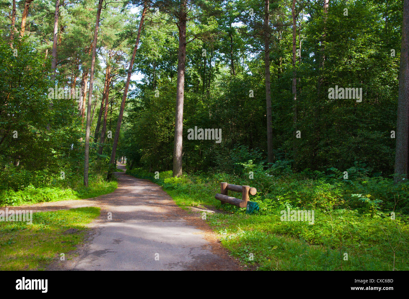 Forest behind the beach Pirita district Tallinn Estonia Europe Stock ...