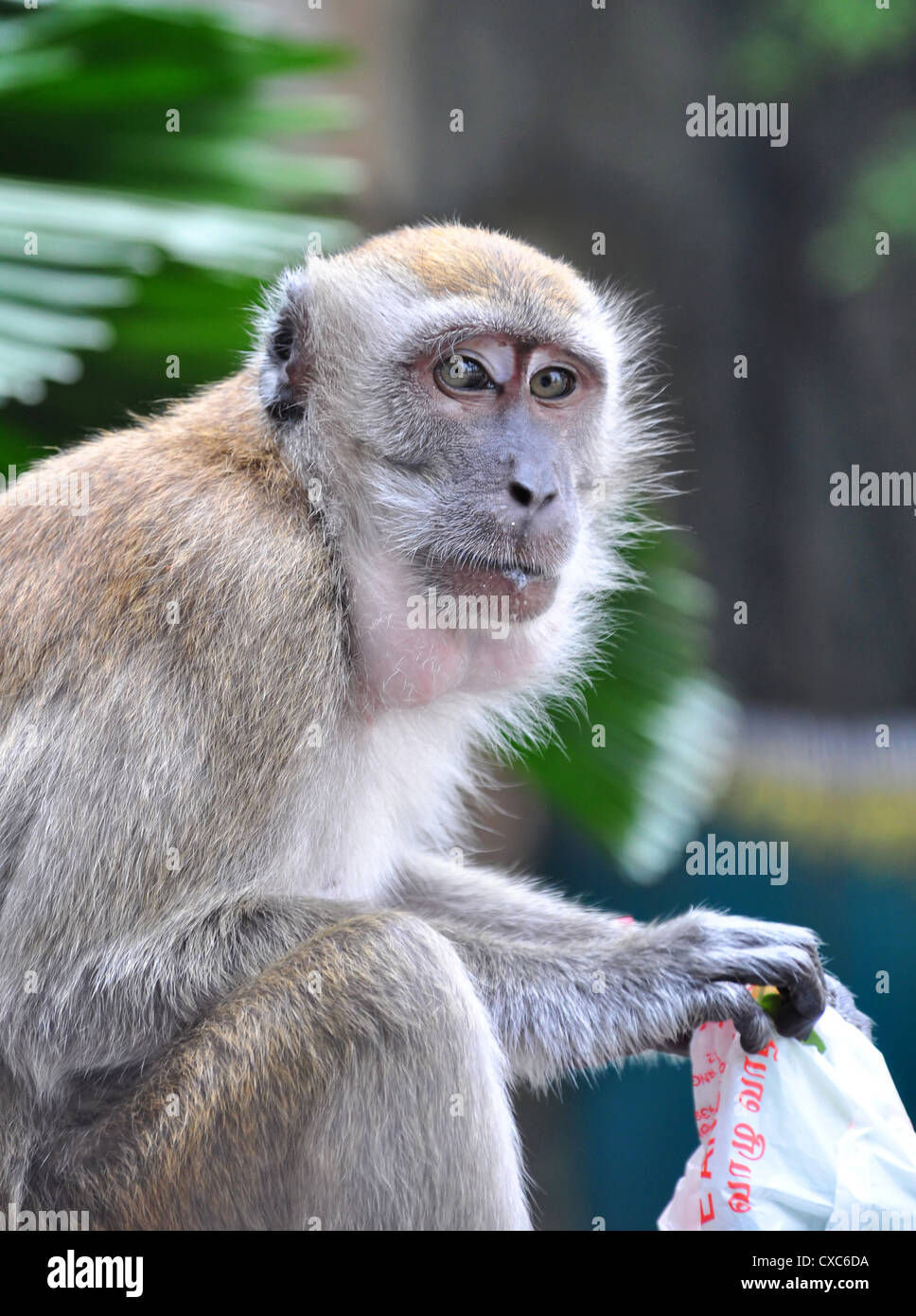 A Portrait of a Monkey with a Plastic Bag Stock Photo - Alamy
