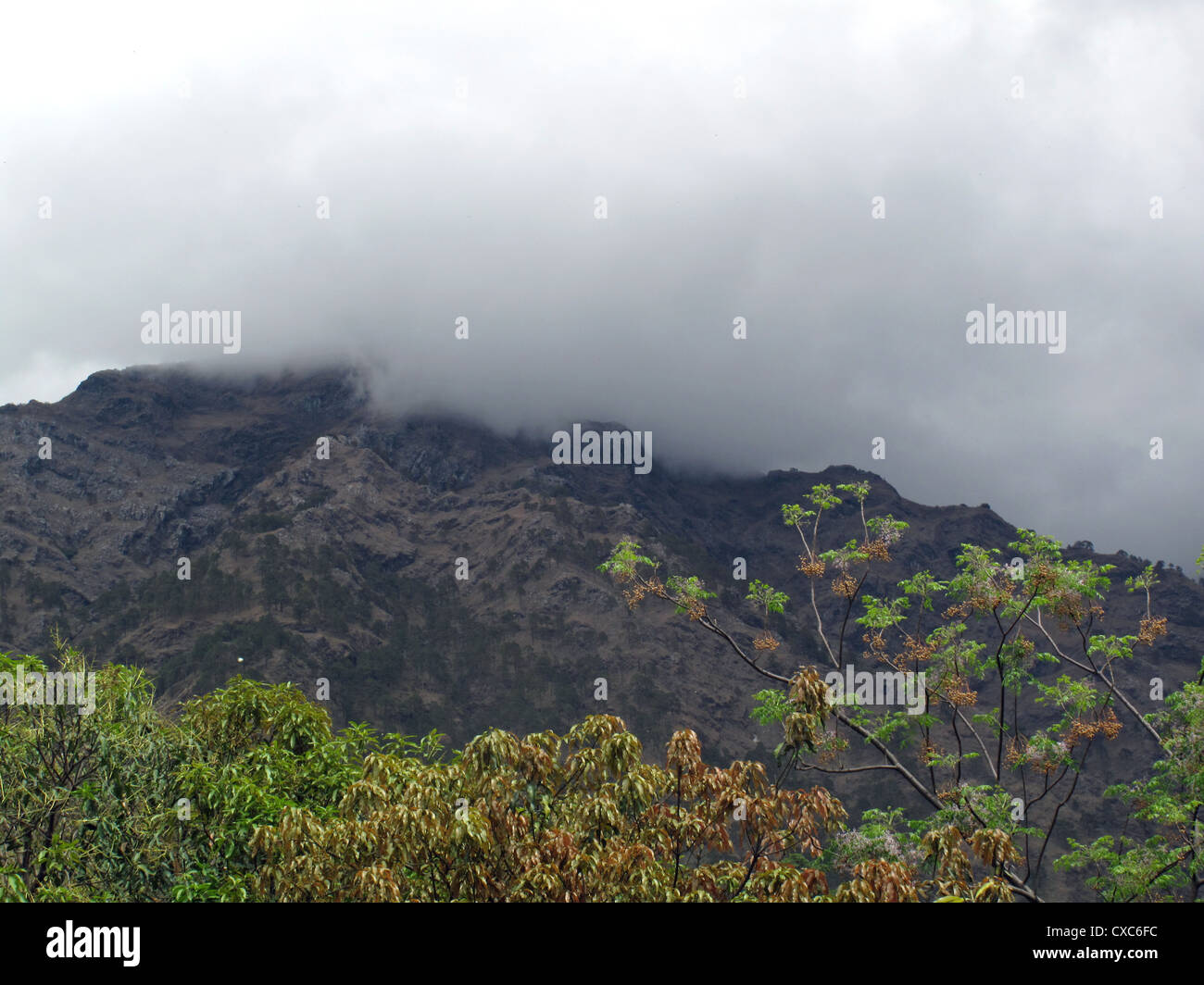 Trees and leaves at the base of a mountain with clouds and mist covering the top. Such a view of nature is always incredible Stock Photo
