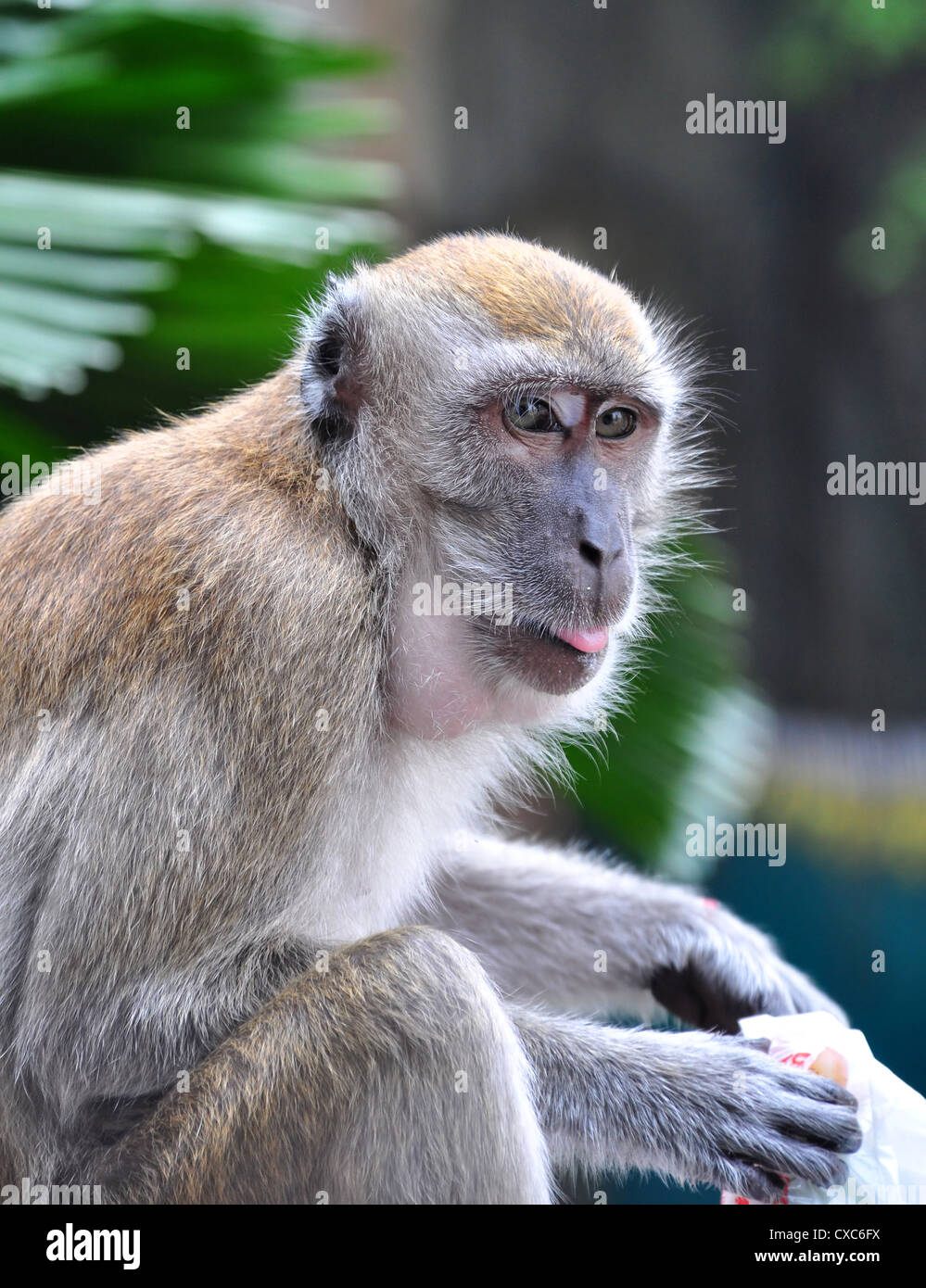 A Portrait of a Monkey with a Plastic Bag Stock Photo