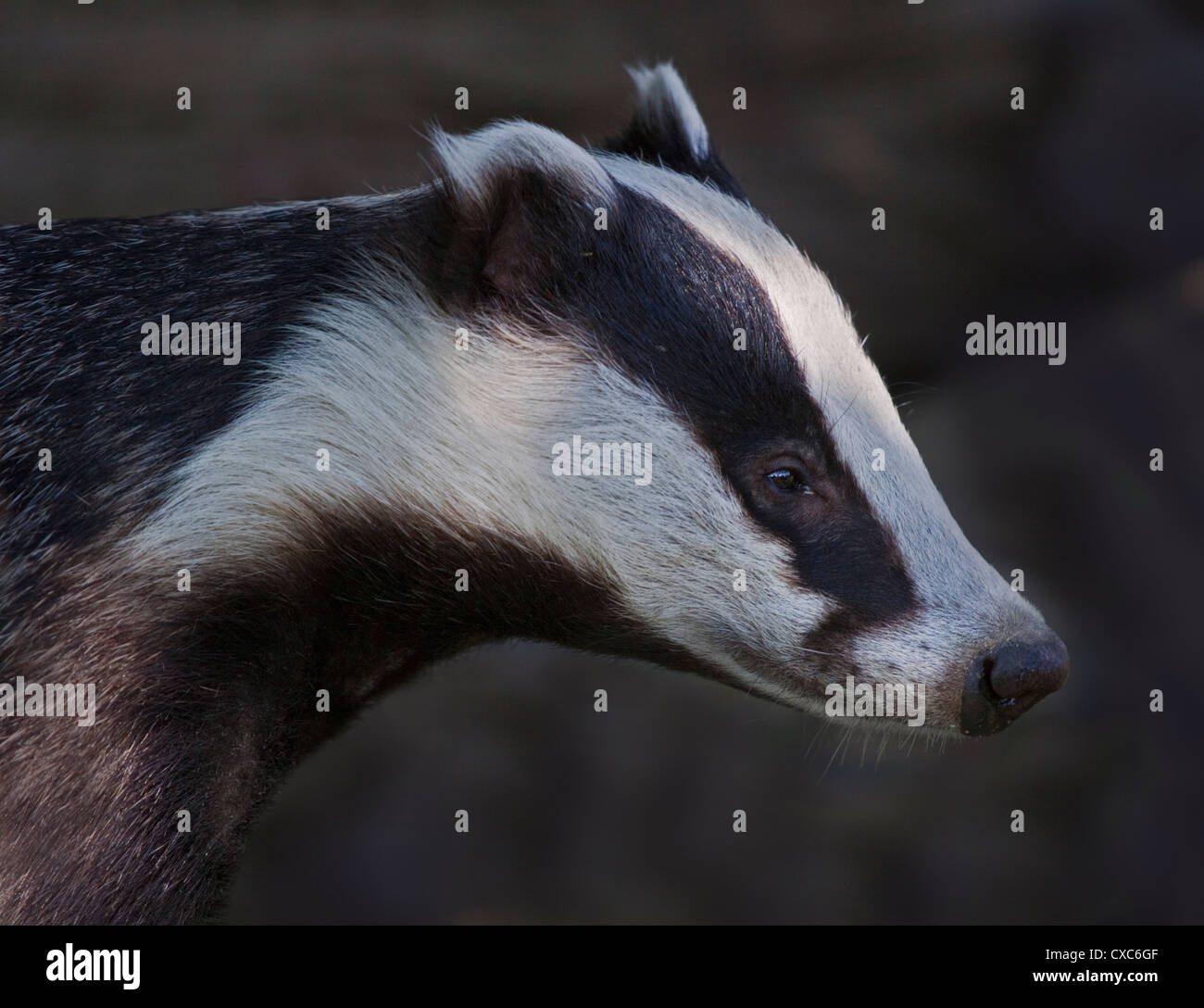 European Badger (meles meles) Stock Photo