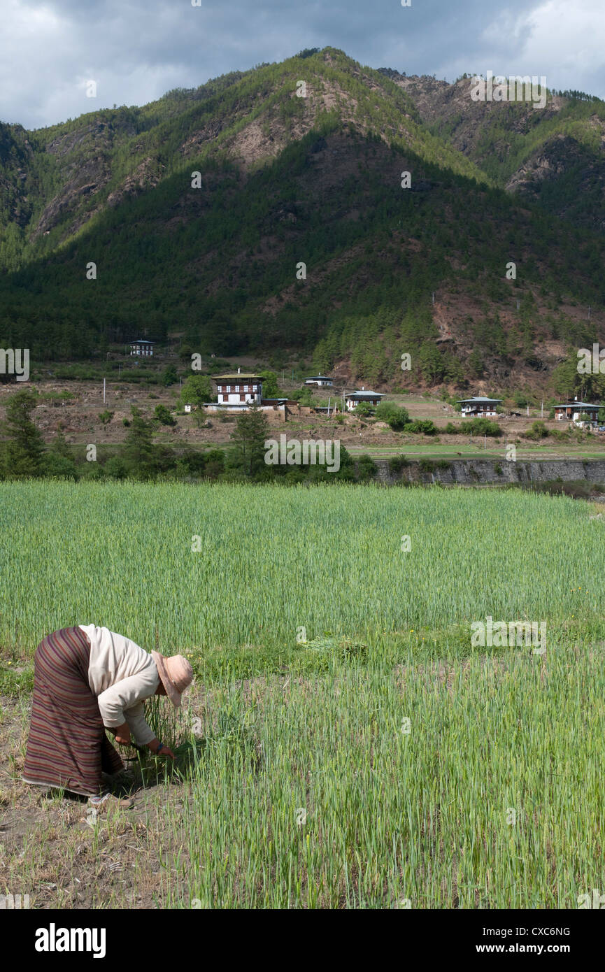 Female farmer working in wheat field, Paro Valley, Bhutan, Asia Stock Photo