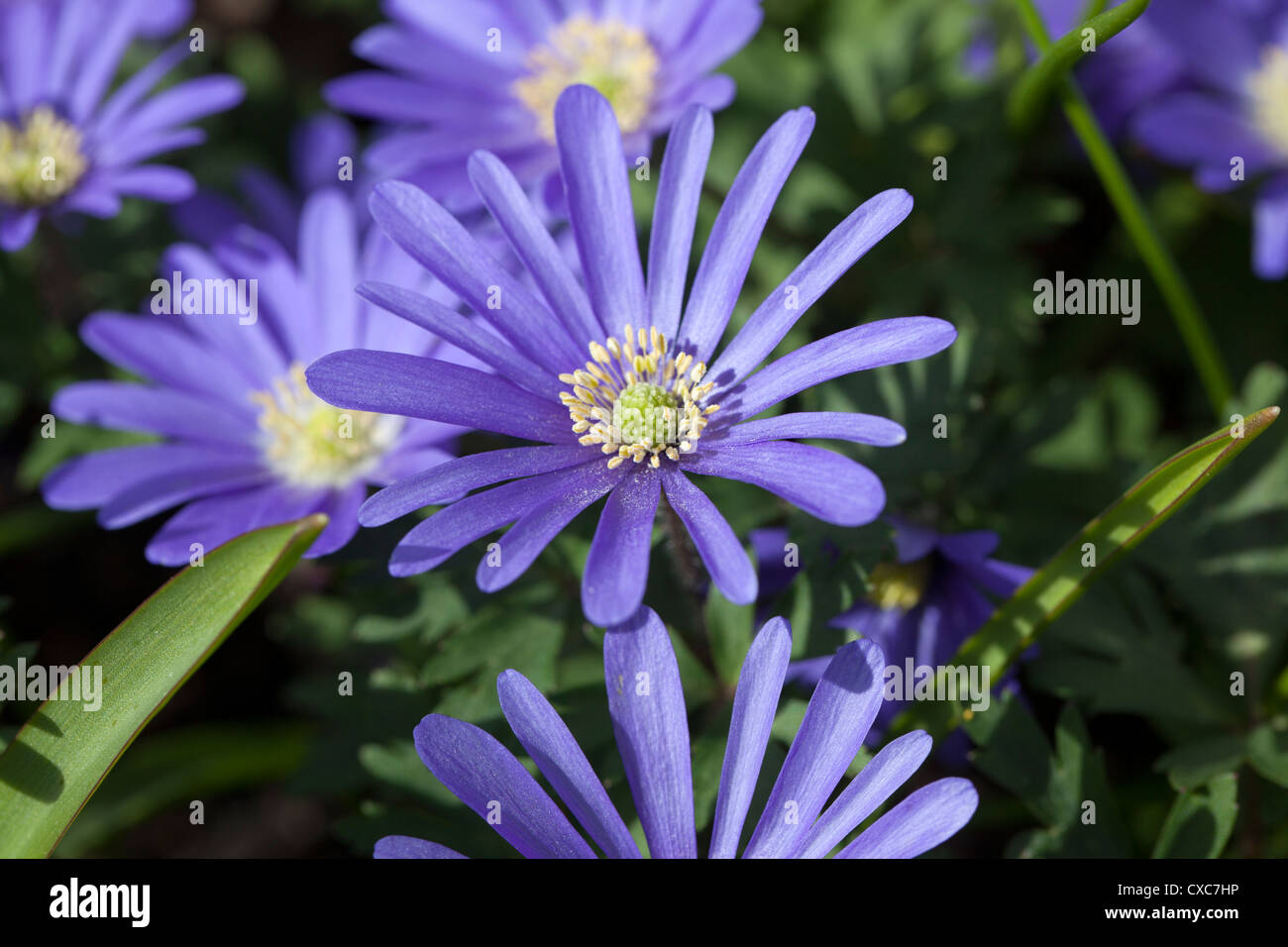 Balkan anemone, Balkansippa (Anemone blanda) Stock Photo