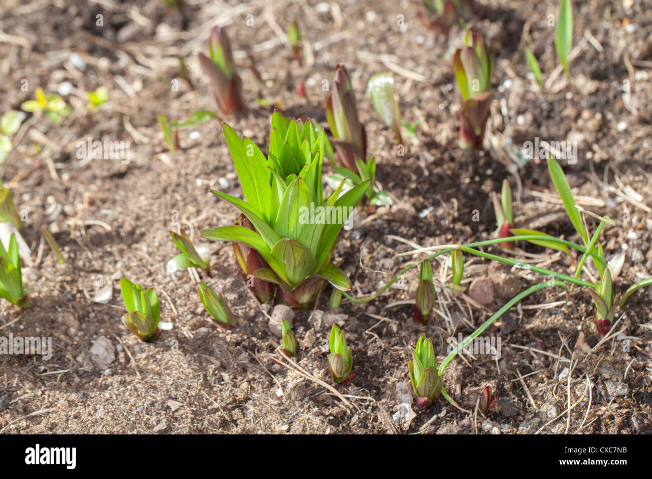 Common Hyacinth, Hyacint (Hyacinthus orientalis) Stock Photo