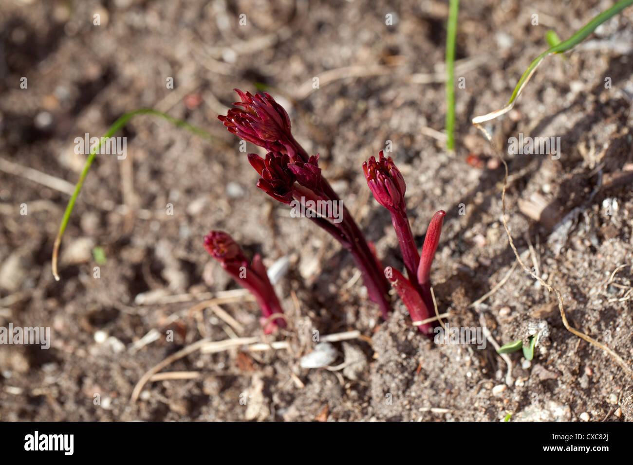 'Felix Crouss' Common garden peony, Luktpion (Paeonia lactiflora) Stock Photo
