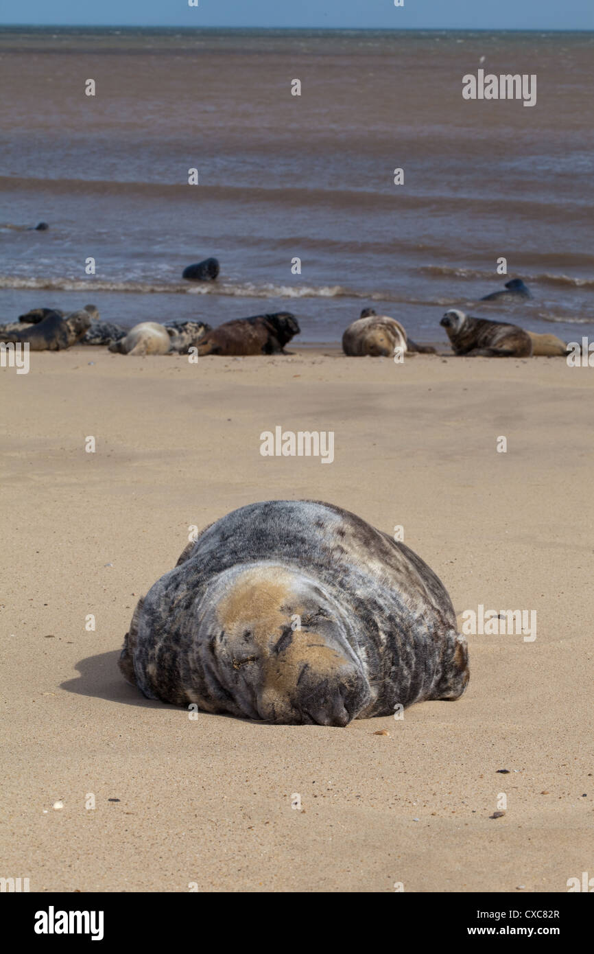 Atlantic or Grey Seals (Grypus). Battle scarred bull, blind in left eye, on Winterton beach, Norfolk. Section of current harem. Stock Photo