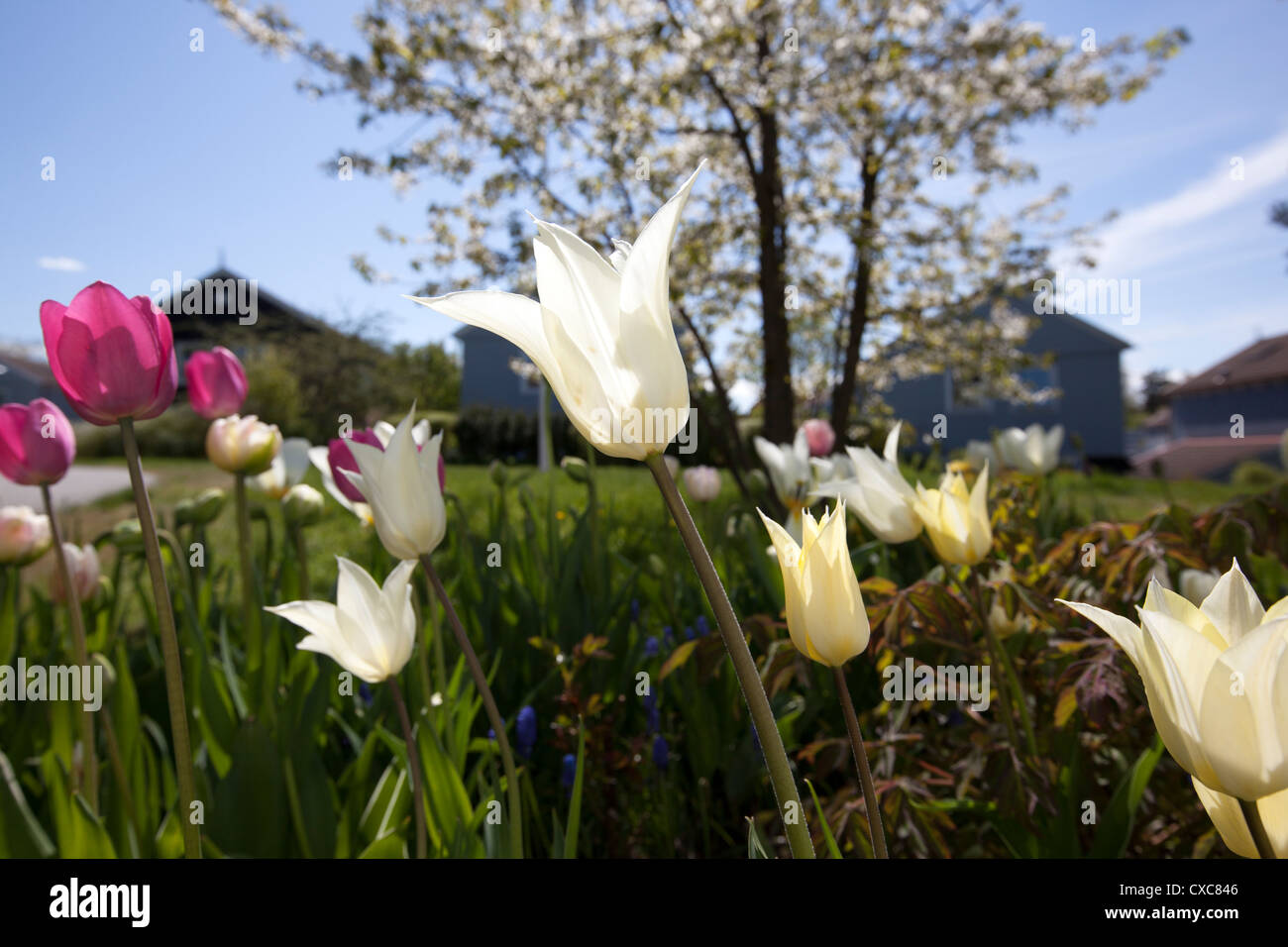 'Sapporo' Lily Flowered Tulip, Liljetulpan (Tulipa gesneriana) Stock Photo