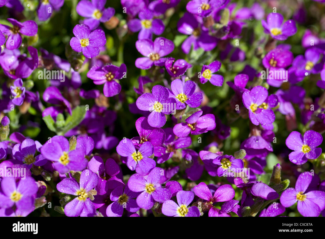 Axcent Lilac (Aubrieta hybrid) Stock Photo