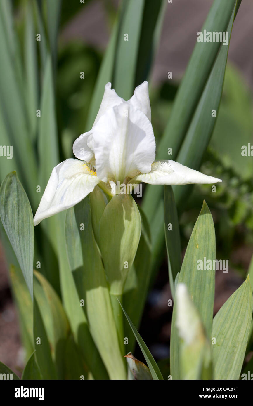 'Lilly White' Dwarf Iris, Dvärgiris (Iris pumila) Stock Photo