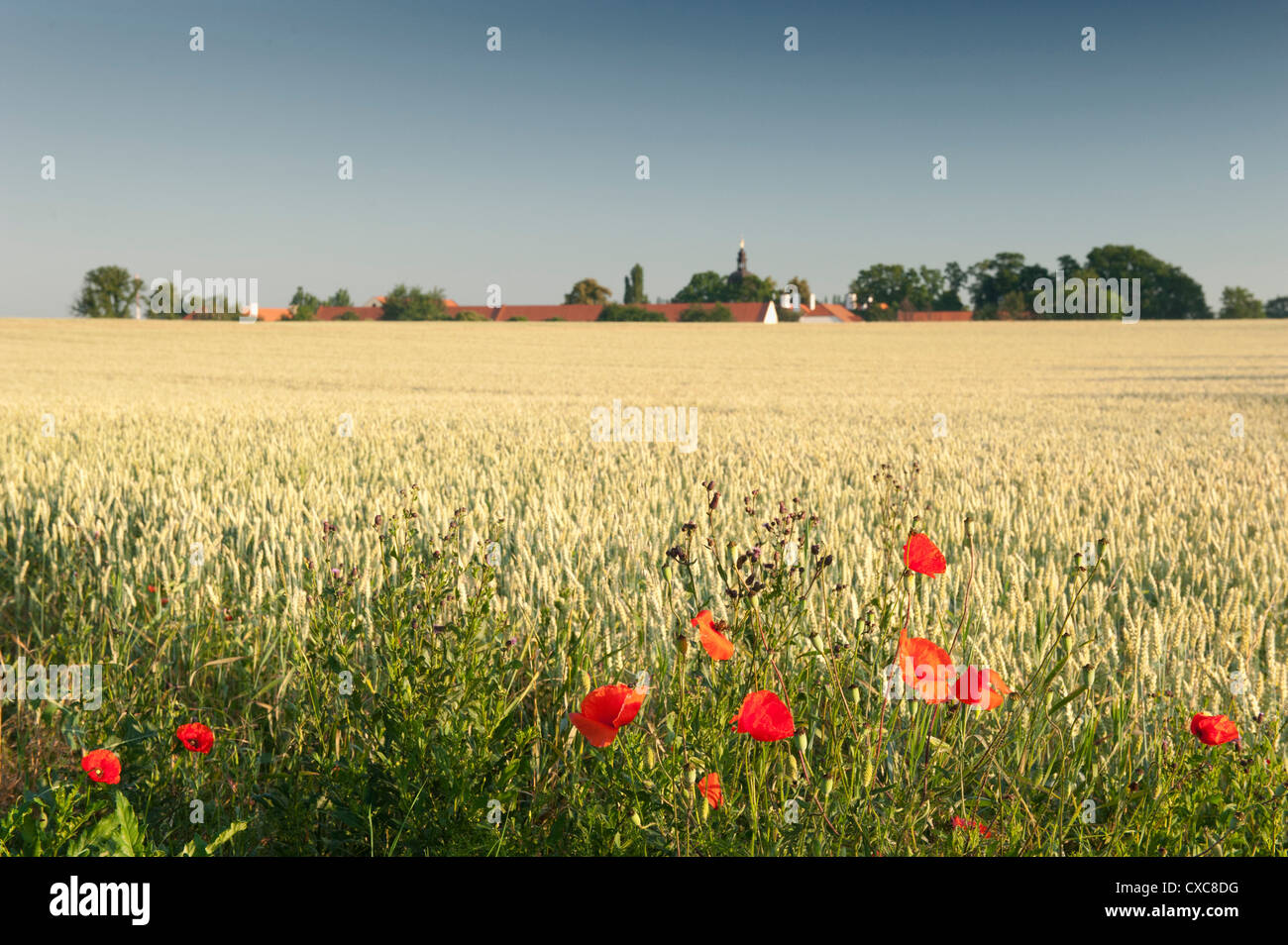 Common poppy (papaver rhoeas) on edge of wheat field and Ctenice Castle, Ctenice, Stredocesko, Czech Republic, Europe Stock Photo
