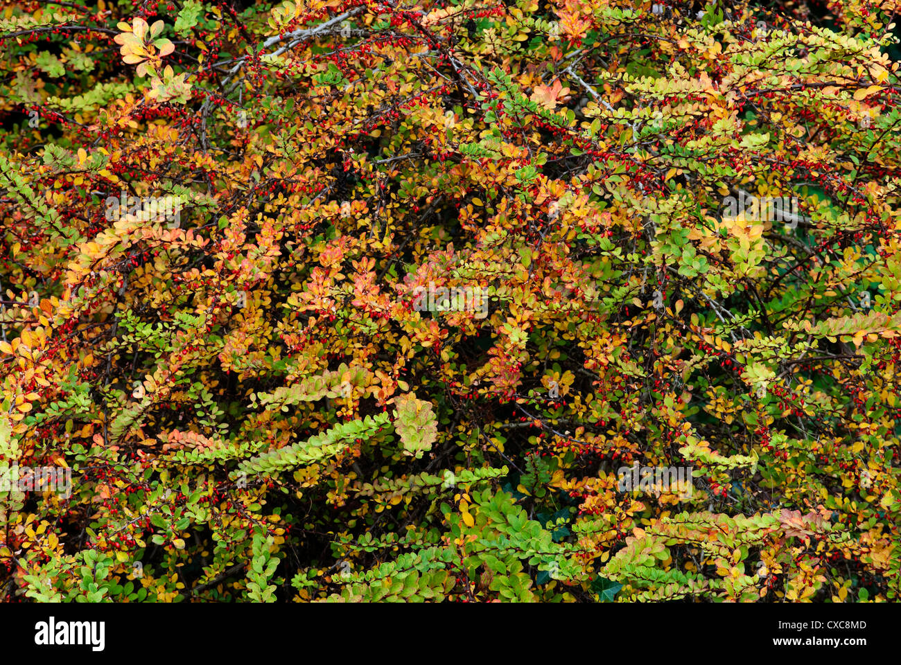 European barberry berberis vulgaris hi-res stock photography and images ...