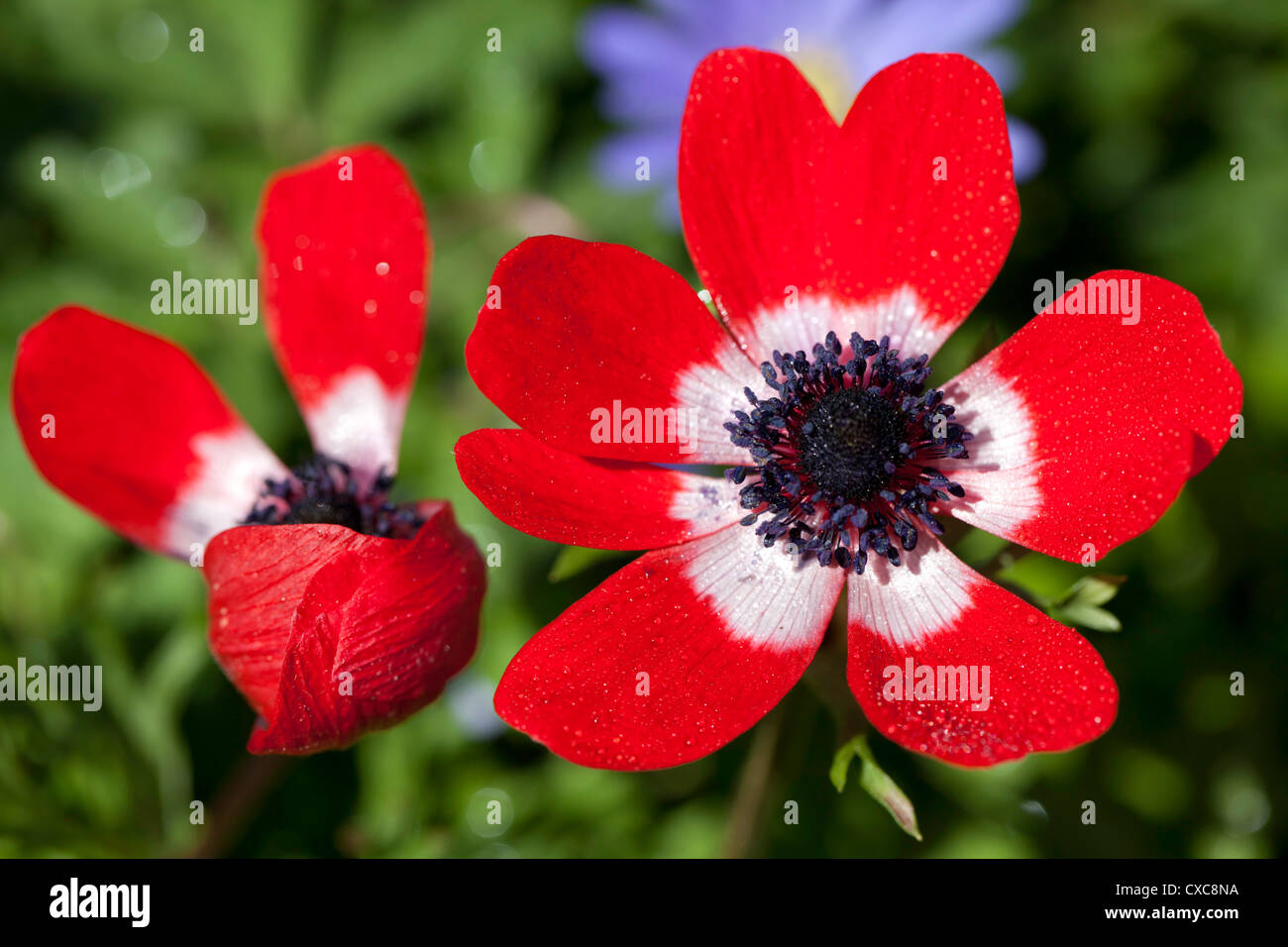 Anemone de Caen (Anemone coronaria) Stock Photo