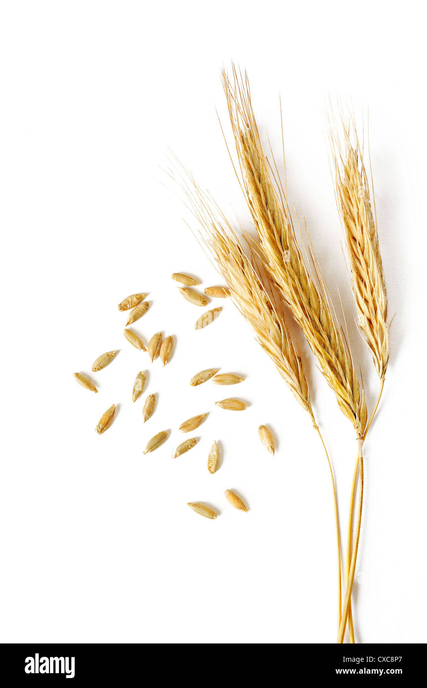 spikelets and grains of wheat isolated on a white background Stock Photo
