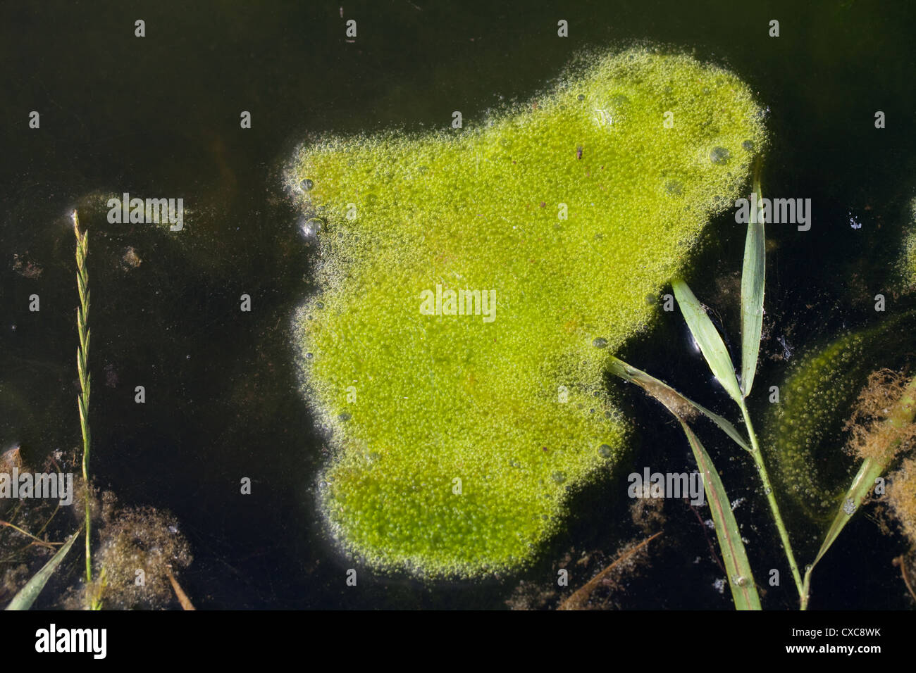 Blanket Weed (Vaucheris sp. ). A mat of floating aquatic algae on the surface of a field edge pond. Norfolk. Stock Photo