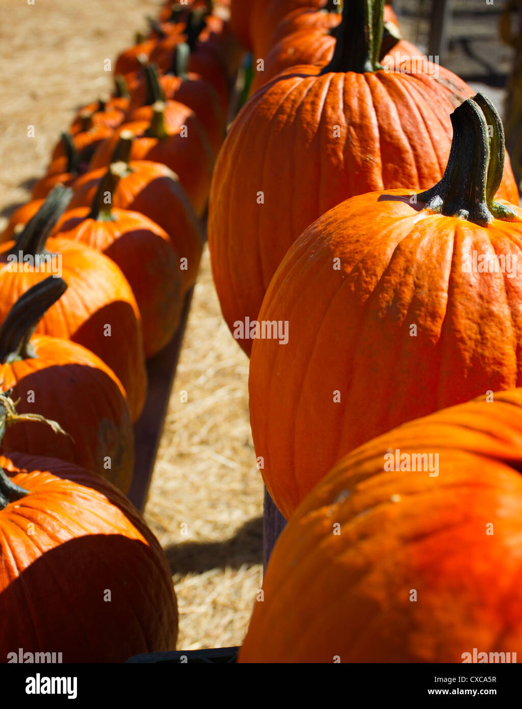 Pumpkins for sale at a farm stand Stock Photo - Alamy