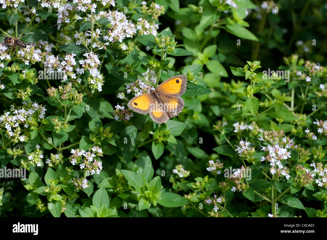 Hedge Brown or Gatekeeper butterfly (Pyronia tithonus) on Marjoram plant Stock Photo
