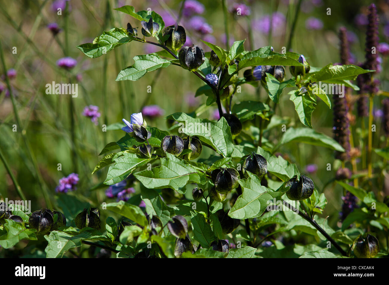 NICANDRA PHYSALODES FLOWERS WITH VERBENA BONARIENSIS IN A GARDEN SETTING Stock Photo