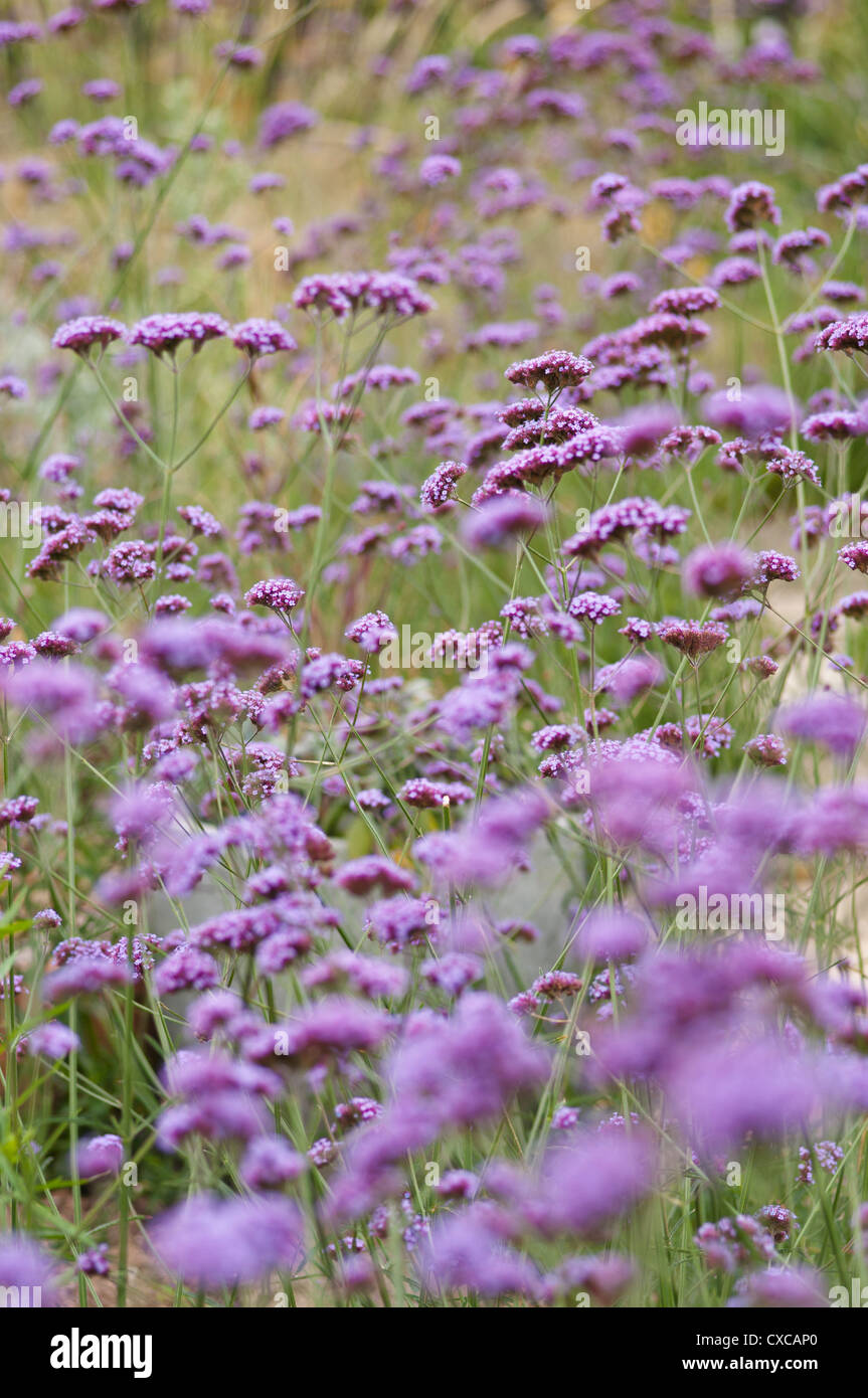 VERBENA BONARIENSIS FLOWERING IN A GARDEN Stock Photo Alamy