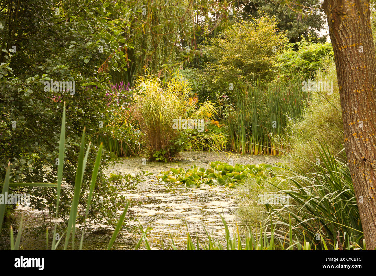 Westonbury Mill water gardens Pembridge Herefordshire England UK Stock