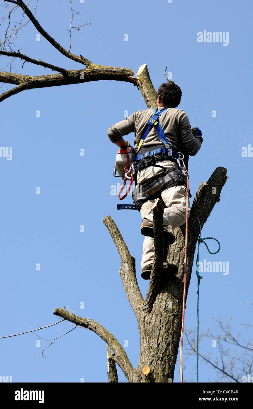 lumberjack high in a tree with rope-climbing protection harnesses and saw chain Stock Photo